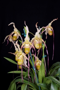 Phragmipedium Thunderbolt Sara's Choice AM/AOS 84 pts. Inflorescence